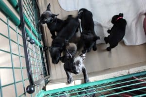 Rescue Ranch puppypalooza