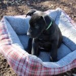 Rescue Ranch puppypalooza