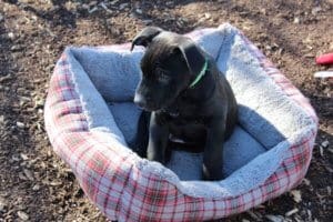 Rescue Ranch puppypalooza