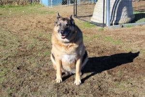 Java, Rescue Ranch free weekly socialization classes