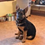 Rescue Ranch puppy fostering