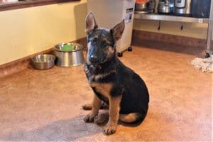 Rescue Ranch puppy fostering