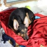 Become a Rescue Ranch Puppy Foster