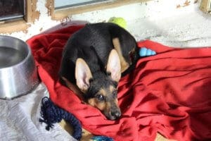 Become a Rescue Ranch Puppy Foster