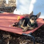 Adopt a a Rescue Ranch puppy