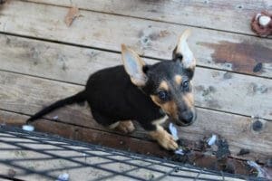 Become a Rescue Ranch Puppy Foster