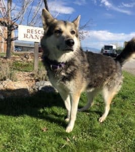 Meadow, will bonded dogs be adopted together