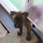 Become a Rescue Ranch Puppy Foster