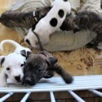 Rescue Ranch foster puppies