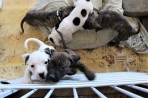 Rescue Ranch foster puppies