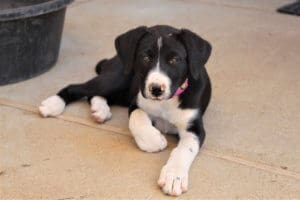 Become a Rescue Ranch Puppy Foster