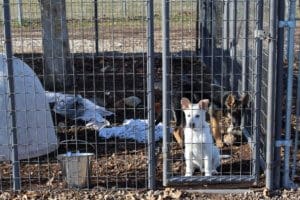 Adopt a Rescue Ranch puppy