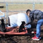 Rescue Ranch puppypalooza