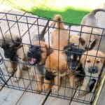 Rescue Ranch foster puppies