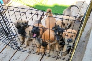 Rescue Ranch foster puppies