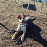 Reggie at Rescue Ranch socialization class
