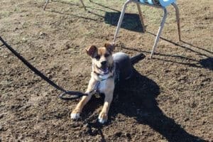 Reggie at Rescue Ranch socialization class