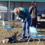 Responsible dog ownership: Reggie, Rescue Ranch free weekly socialization classes