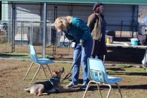 Responsible dog ownership: Reggie, Rescue Ranch free weekly socialization classes