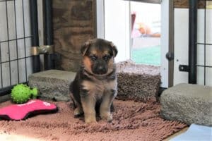 Rescue Ranch puppy fostering
