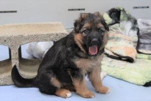 Rescue Ranch puppy fostering