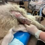 Rescue Ranch, Kitu's Fund helps injured stray