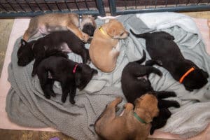 The 17 puppies Rescue Ranch was called in to save , now warm and comfortable at sanctuary