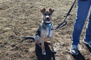Reggie at Rescue Ranch Socialization Class