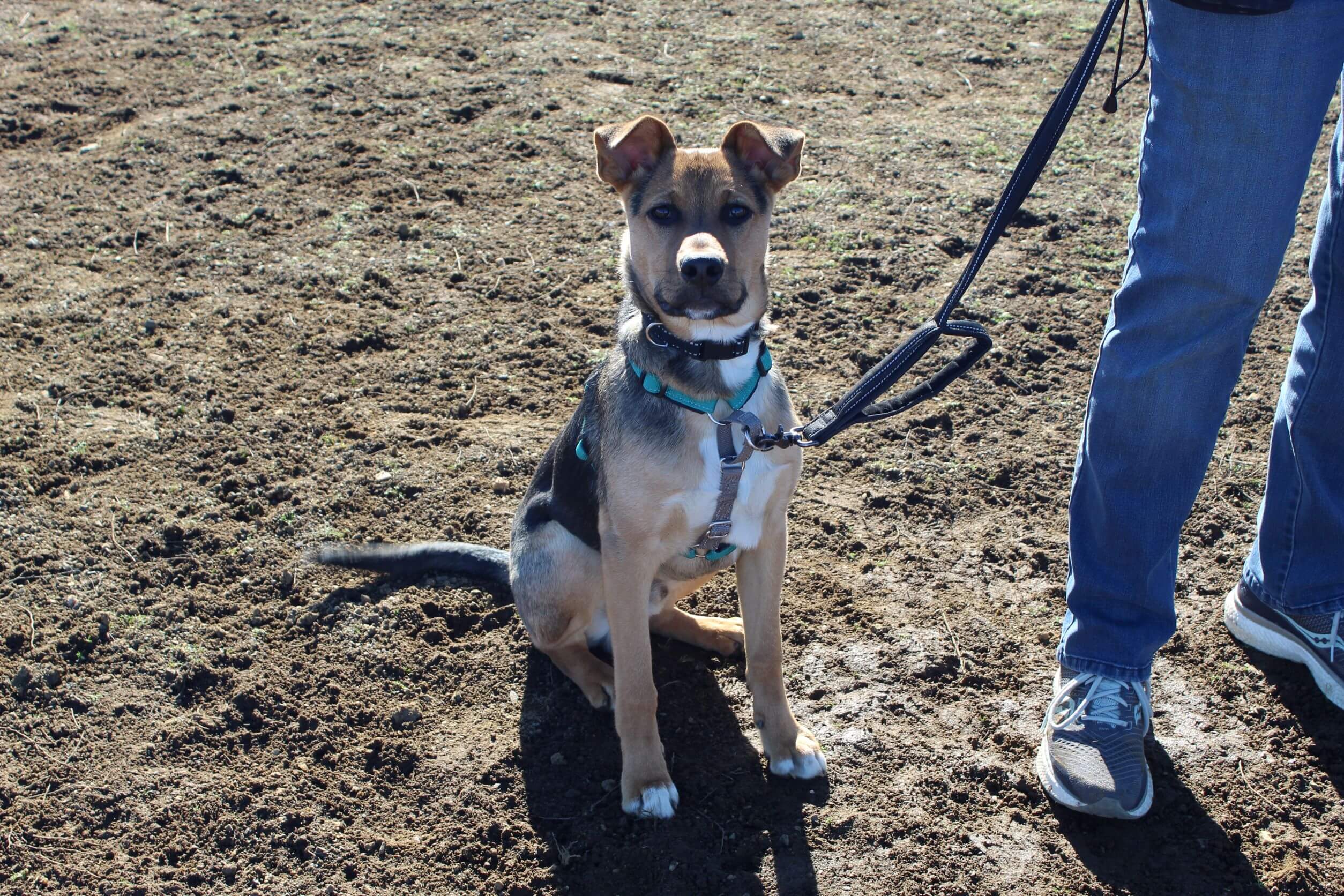 Rescue Ranch Adopters Can Always Get Help With Their Dog