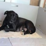 Rescue Ranch, Spay neuter