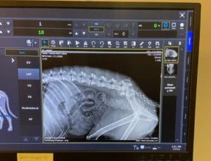 Rescue Ranch Kitu's Fund dog