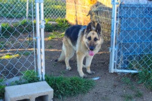 Chleo, Rescue Ranch special needs dogneeds a foster