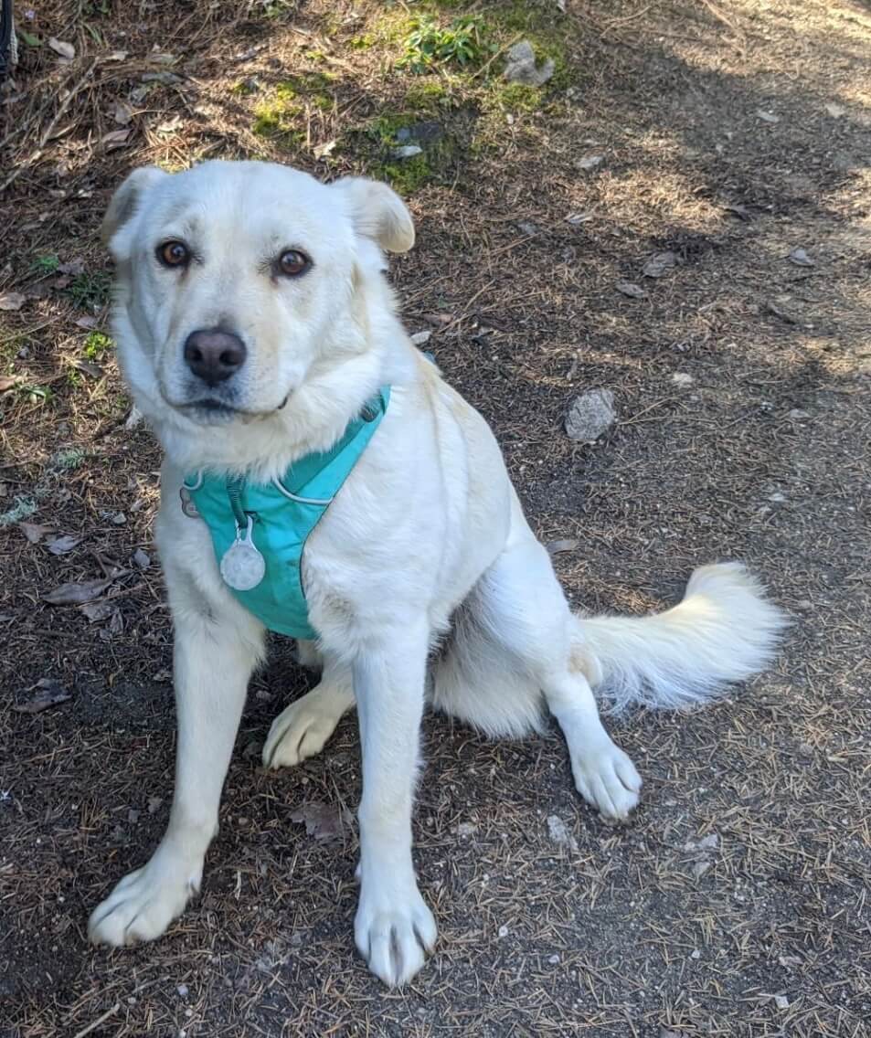 Denali's Furever Home Rescue Ranch Inc.