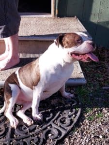 Diva, Rescue Ranch Dog Finally Finds Happy Home