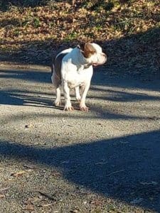 Diva finds her perfect match and a happy home