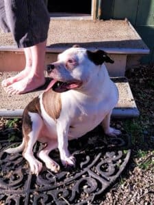 Diva, Rescue Ranch Dog Finally Finds Happy Home