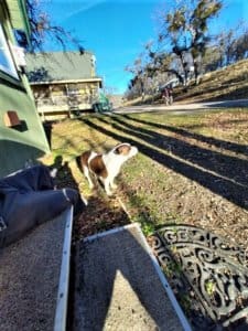 Diva, Rescue Ranch Dog Finally Finds Perfect Match
