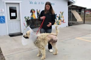Young Husky Amputee, Atlas, healing from amputaion and walking on 3 legs