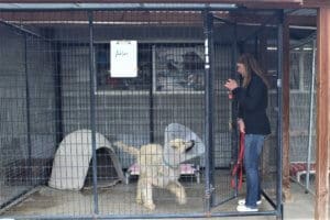 Rescue Ranch Special Tripod Dog