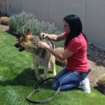 Special needs German shepherd and foster mom