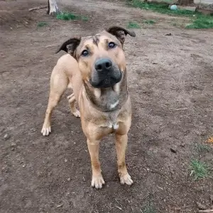 Working and service dogs: Chirp a Rescue Ranch dog now in SAR training