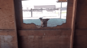 Rescue Ranch dog assessment for SAR