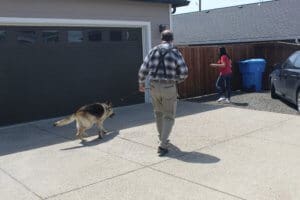 Special needs dog arriving at foster home