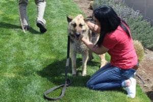 Special needs German shepherd and foster mom