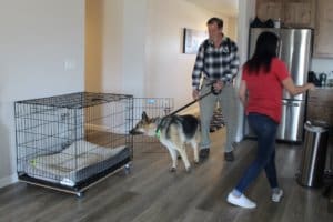 Special needs dog exploring foster home