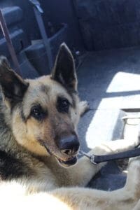 Special needs German Shepherd in the car