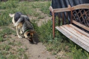 Cleo, Rescue Ranch special needs dog