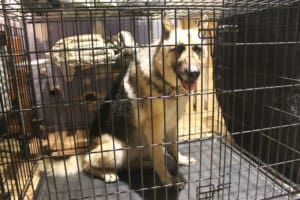 Cleo, crate testing