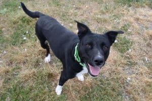 Rescue Ranch Ball obsessed tripod dog