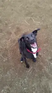 Squirrel the Rescue Ranch Forest Service dog